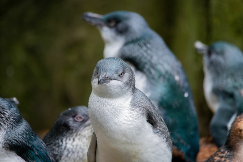 Eudyptula Minor Albosignata Penguin Bird In A Zoo Adobestock 530539232