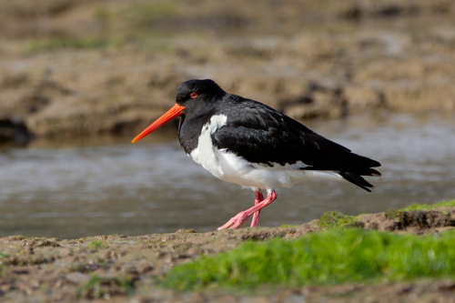 A South Island oystercatcher, or South Island pied oystercatcher (Haematopus finschi), looks for food near the Pacific Ocean mouth of the Tahakopa river