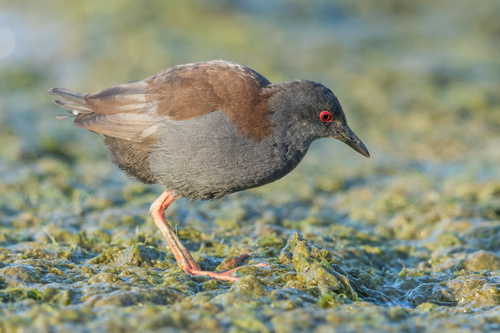 Spotless Crake Pūweto Bird Adobestock 281881921