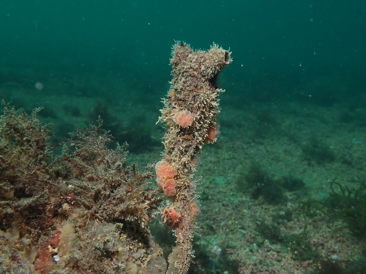Clubbed Tunicate Samuel Iglesias