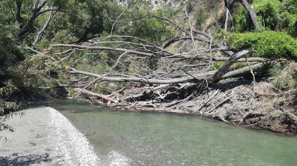 Arrow River Willows Scott Liddell