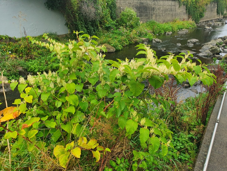 Japanese Knotweed 2