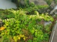Japanese Knotweed 2