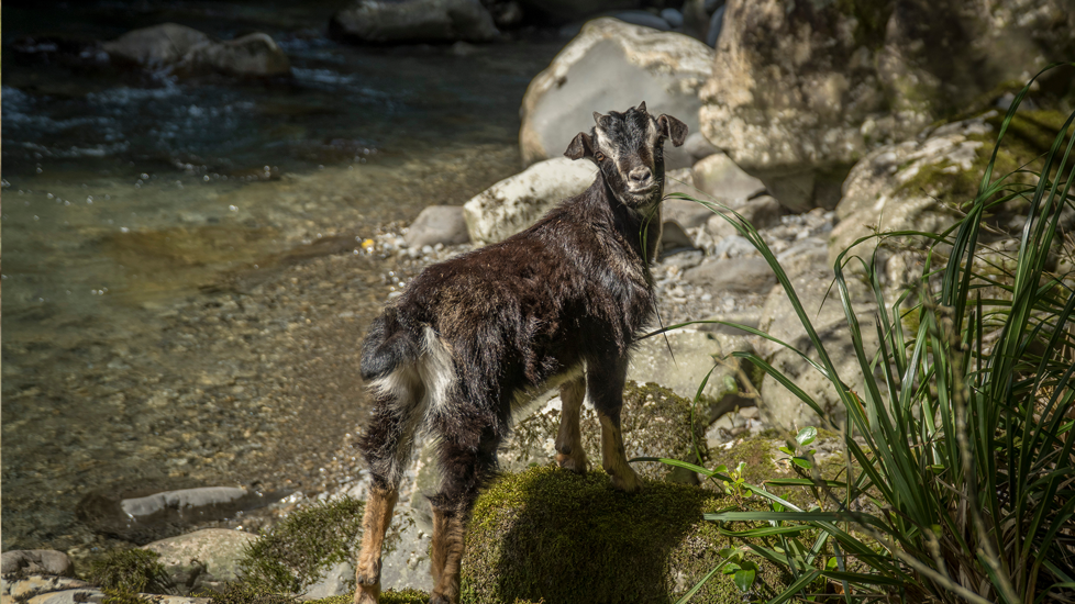 Wild Goat On Riverbed Adobestock Web Tile