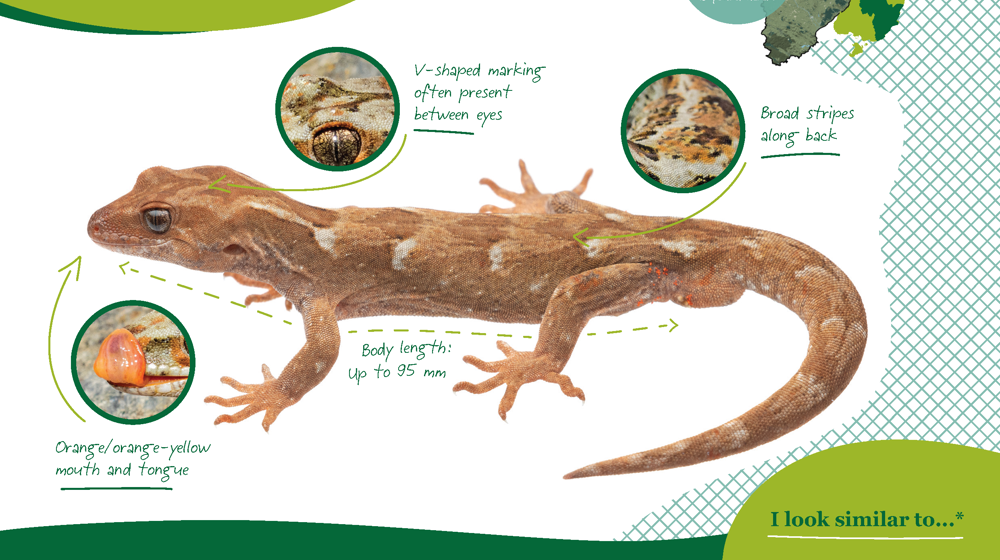 ORC Orange Spotted Gecko A4 2025