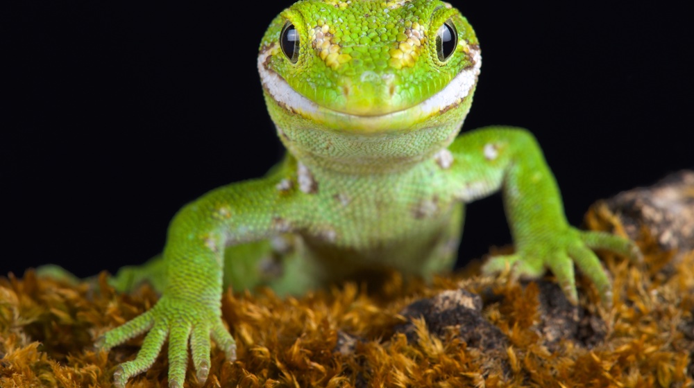 Jewelled Gecko (Naultinus Gemmeus) Adobestock 214470966