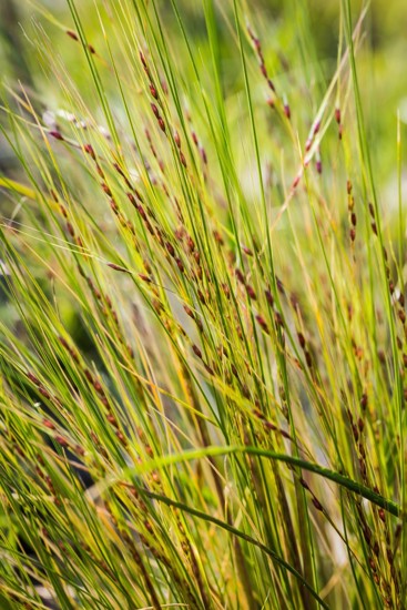 Nassella Tussock Flower Seed Heads Are Drooping And Purplish, Occurring Mid Spring To Mid Summer