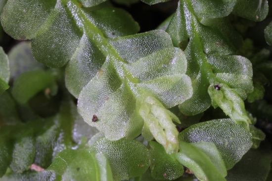 Pedinophyllum Monoicum 13217 02