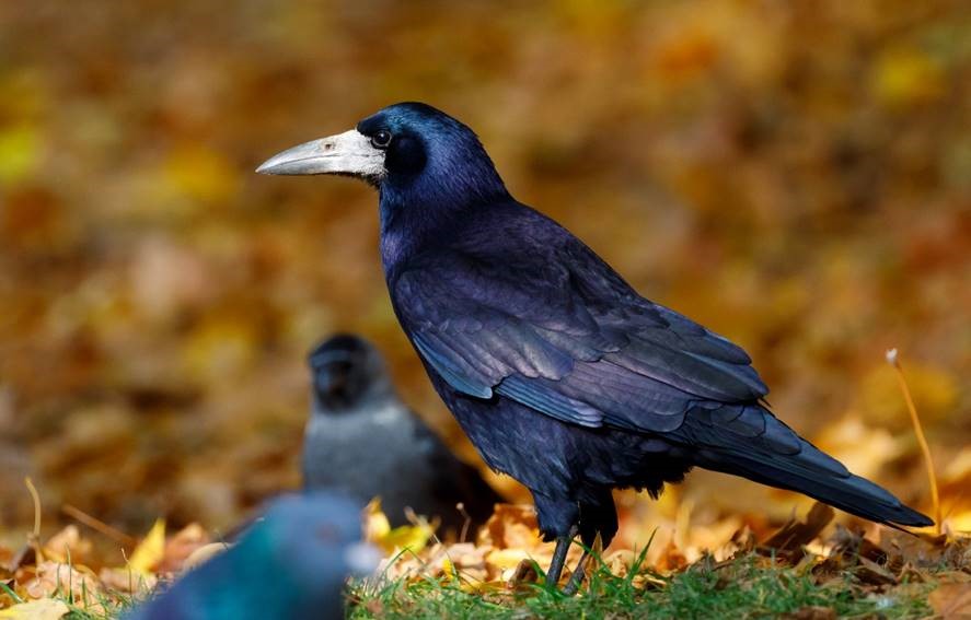 Rooks (Corvus frugilegus) - a pest in Otago’s Regional Pest Management Plan under an eradication programme by Otago Regional Council