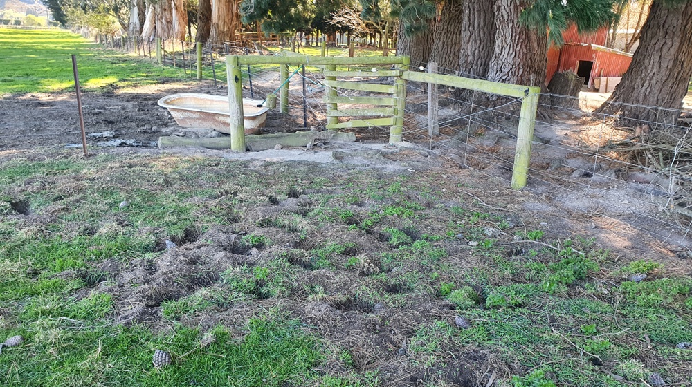 signs of rabbits in farmland 20200916 115308 (002)