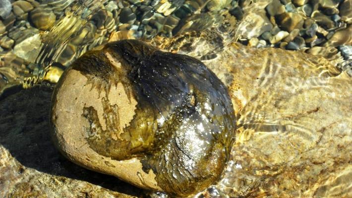 An example of Phormidium - a toxic algal mat on a rock from a river.