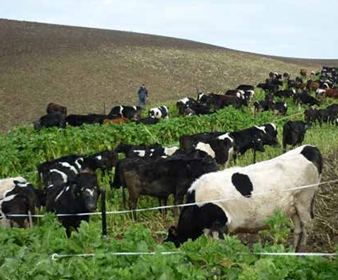 Cattle foraging on winter crops