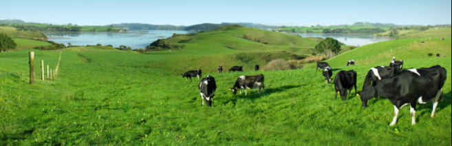 Cattle grazing in a paddock