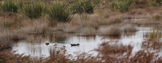 Birds in an Otago wetland