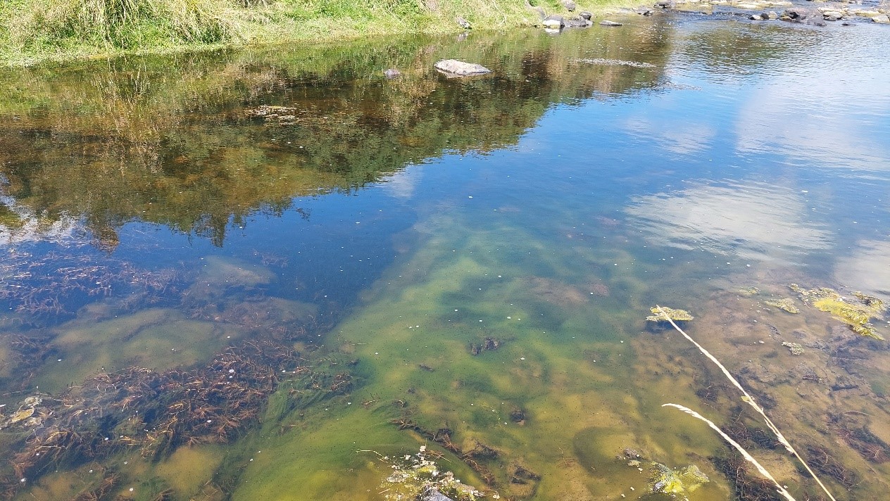 Low flowing Waiwera River