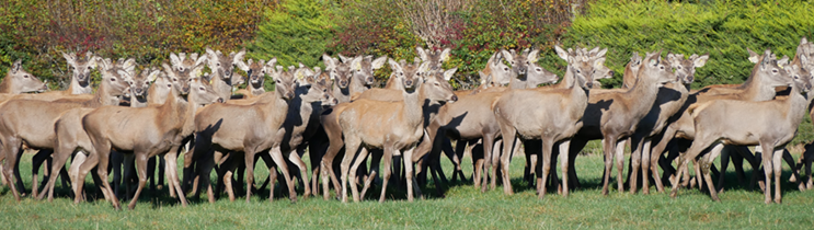 Deer in paddock