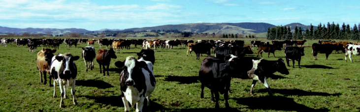 Dairy  herd in paddock