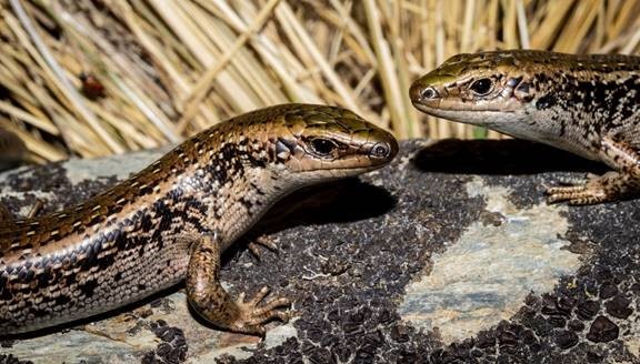 Otago Skinks. Photos by Carey Knox