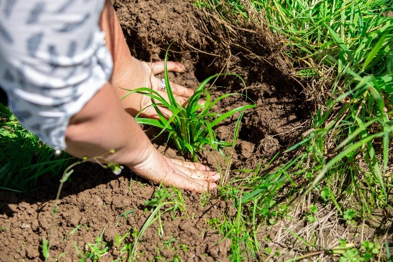 Person planting