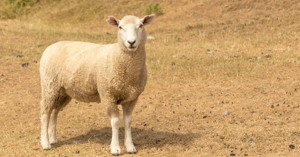 Lone sheep in dry paddock Otago