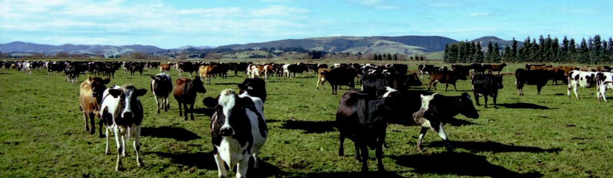 Cows in paddock