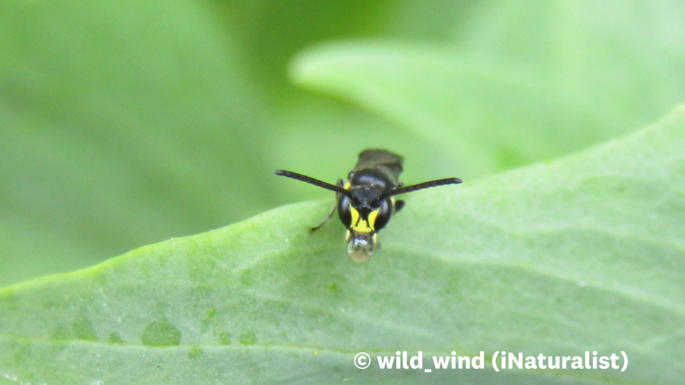 Agile Masked Bee Hylaeus Agilis (Male) Inaturalist Wild Wind Inatrualist