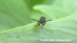 Agile Masked Bee Hylaeus Agilis (Male) Inaturalist Wild Wind Inatrualist