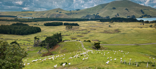 Sheep on Otago farm