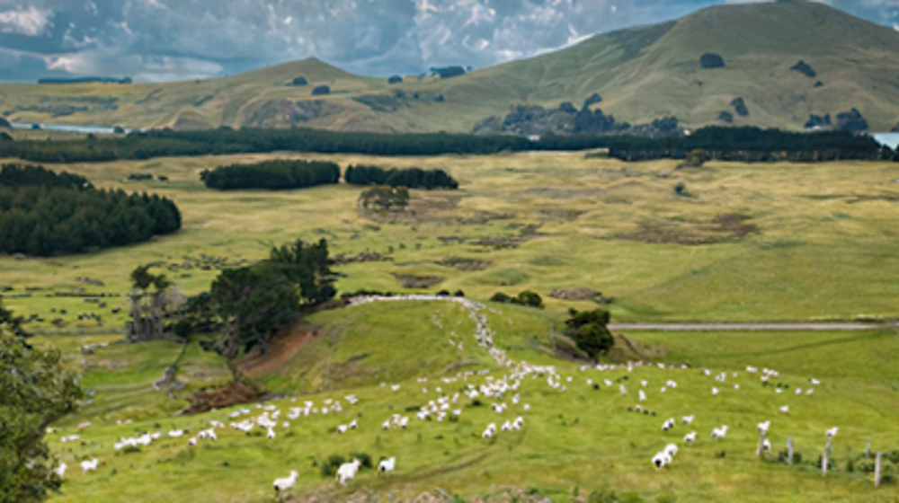 Sheep And Otago Landscape