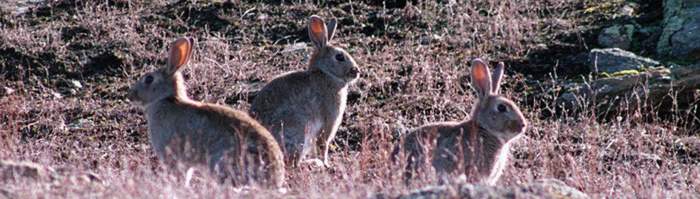 Three feral rabbits