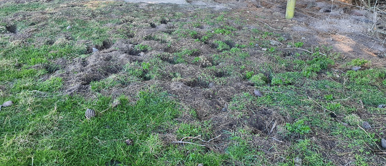 Rabbit Sign Under Trees