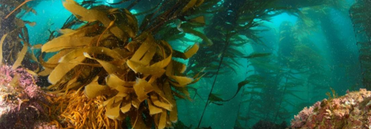 Kelp forest