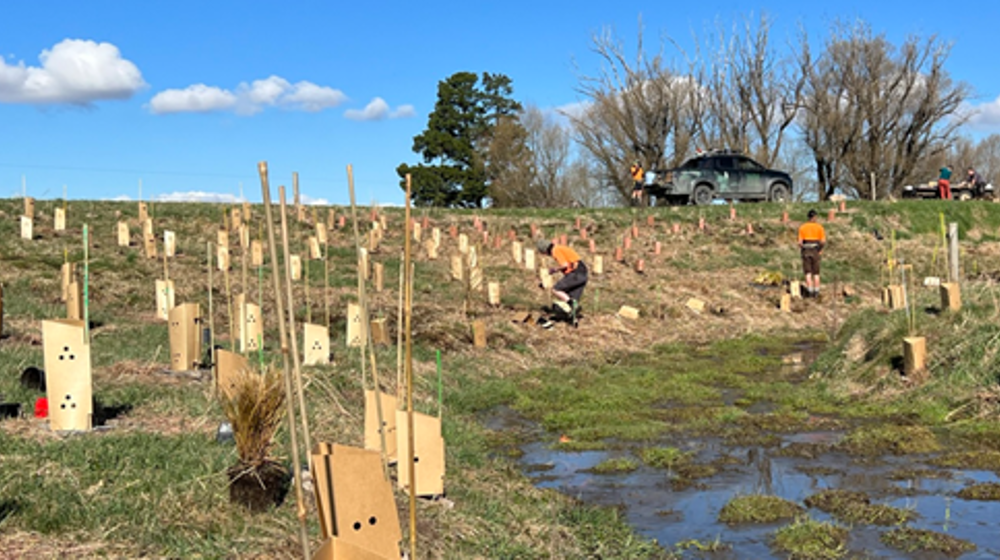 Planting Around Thomsons Creek Near Ōmakau
