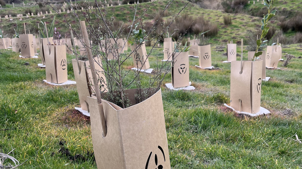 Toitū Te Hakapupu Pleasant River Community Planting Day (1)