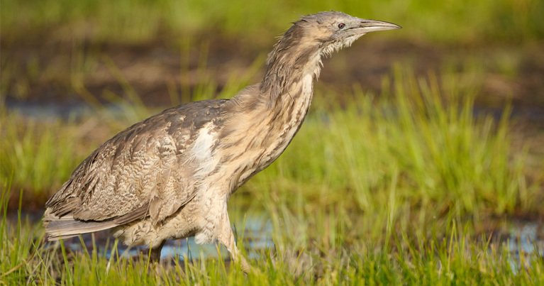 The rare matuku-hūrepo (Australasian bittern). Photo: Craig McKenzie