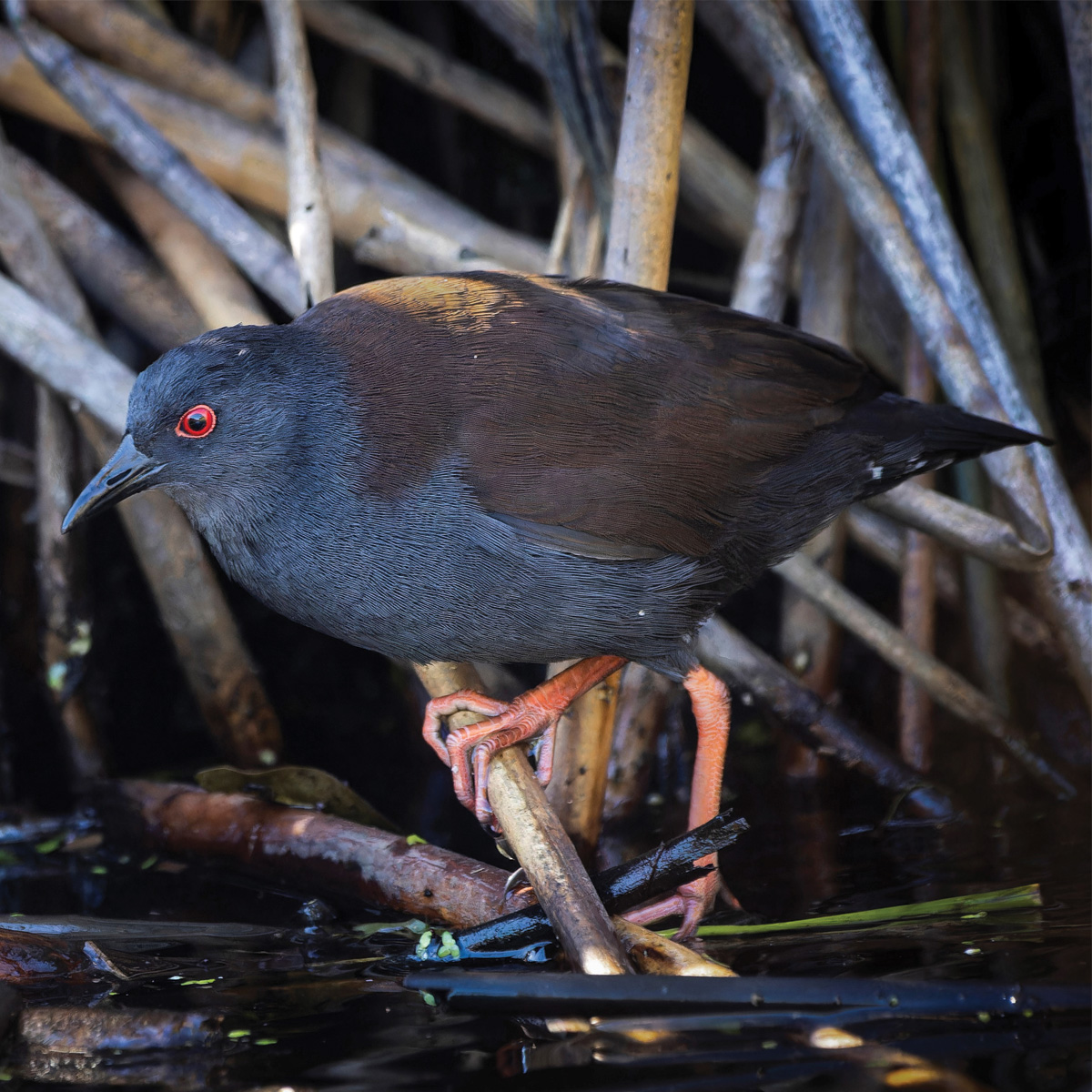 Rarely seen . . .  a pūweto (spotless crake). Photo: Oscar Thomas