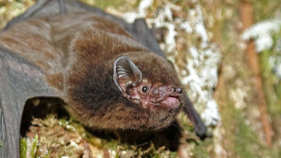 Long tailed bat