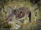 Southern Lesser Short Tailed Bat Ian Davidson Watts