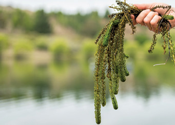 Hand holding a bunch of lagarosiphon