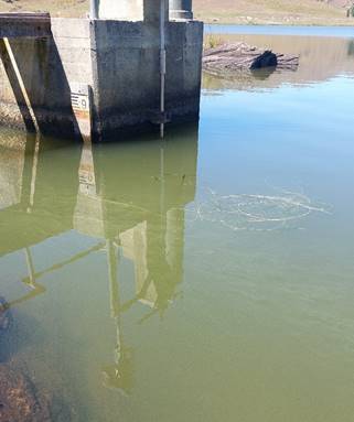 Pea soup appearance of water shows algal bloom