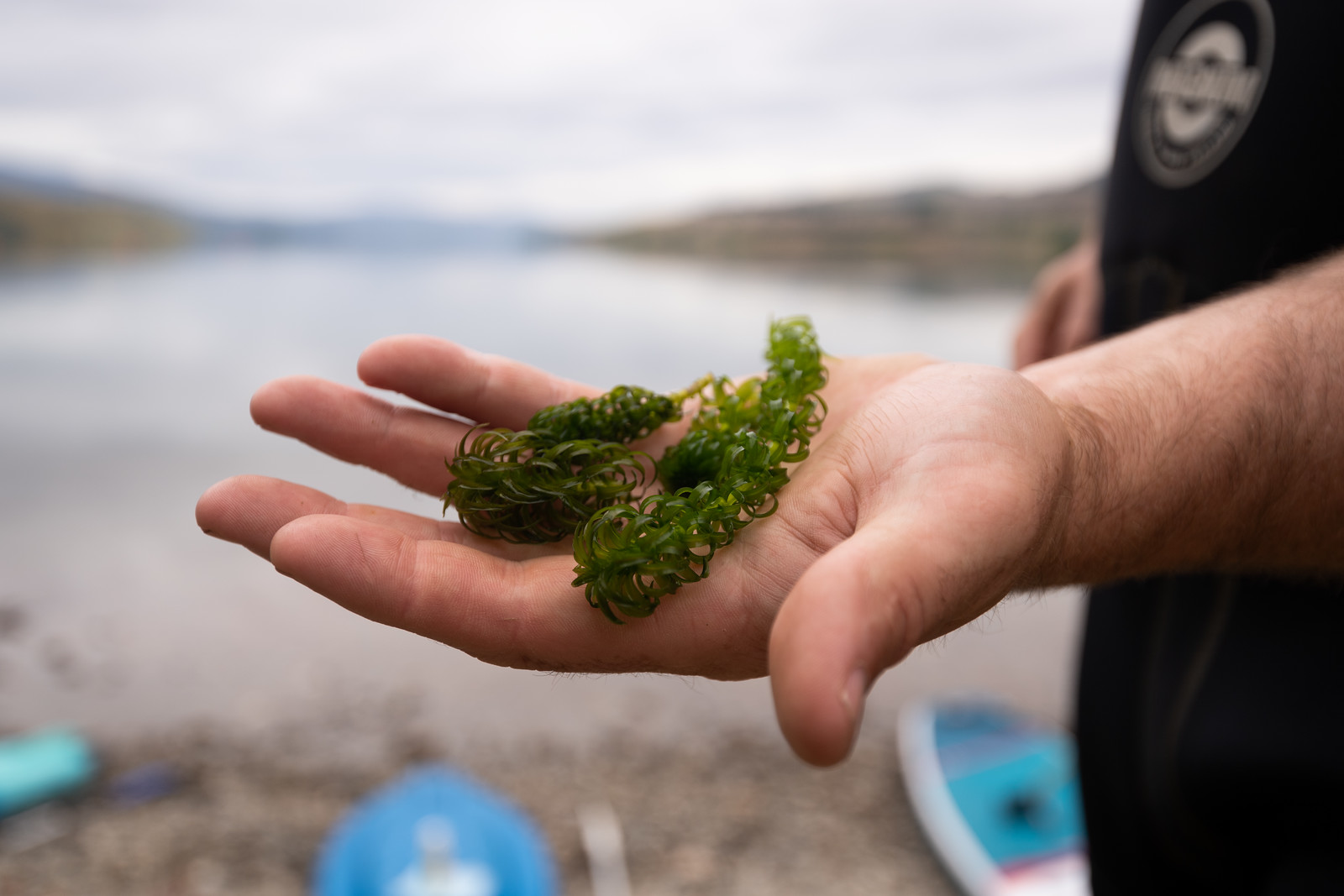 Lagarosiphon in hand at Lake Dunstan