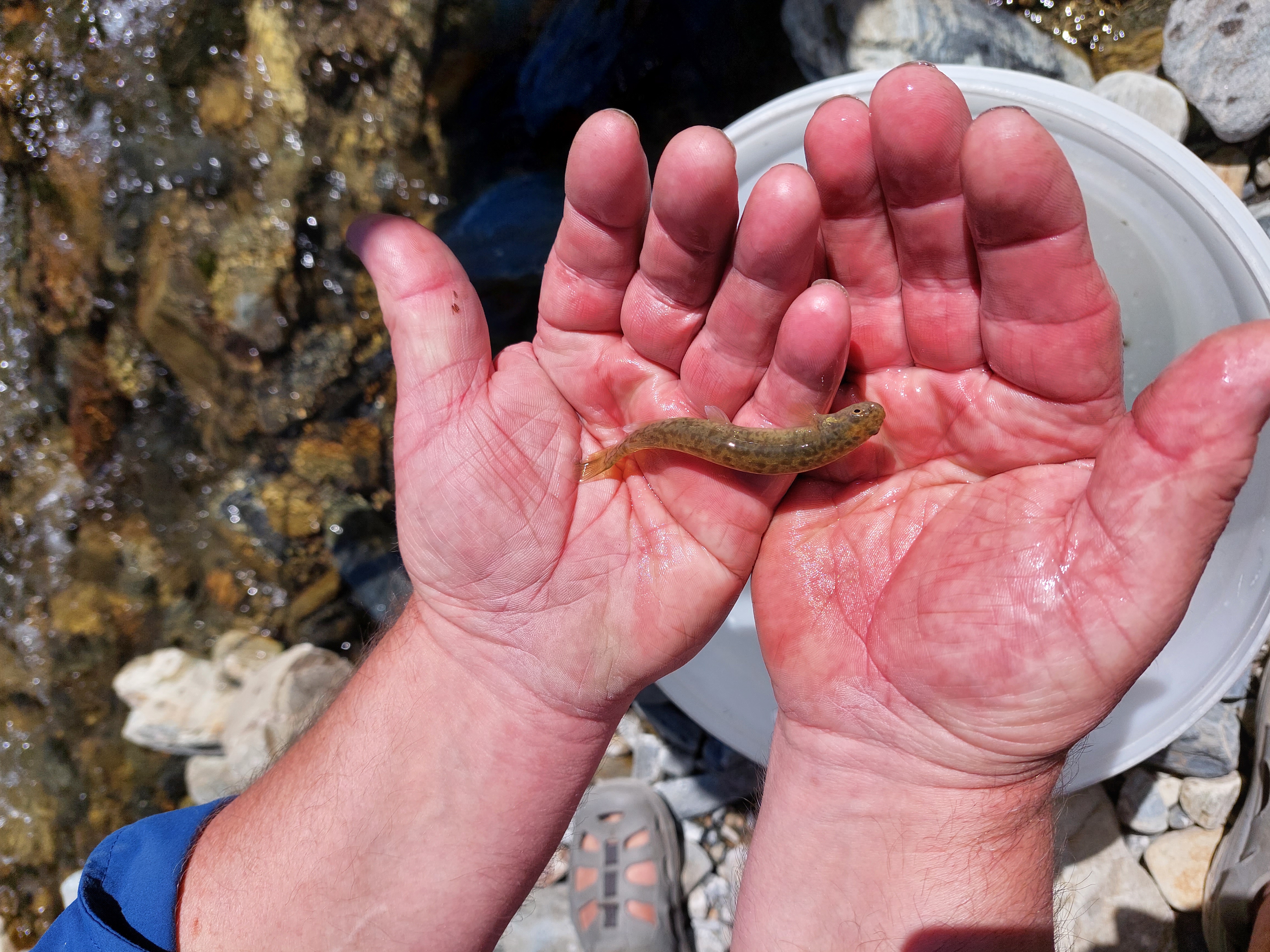 a Central Otago round head galaxiid held in open hands atn Pisgah Creek