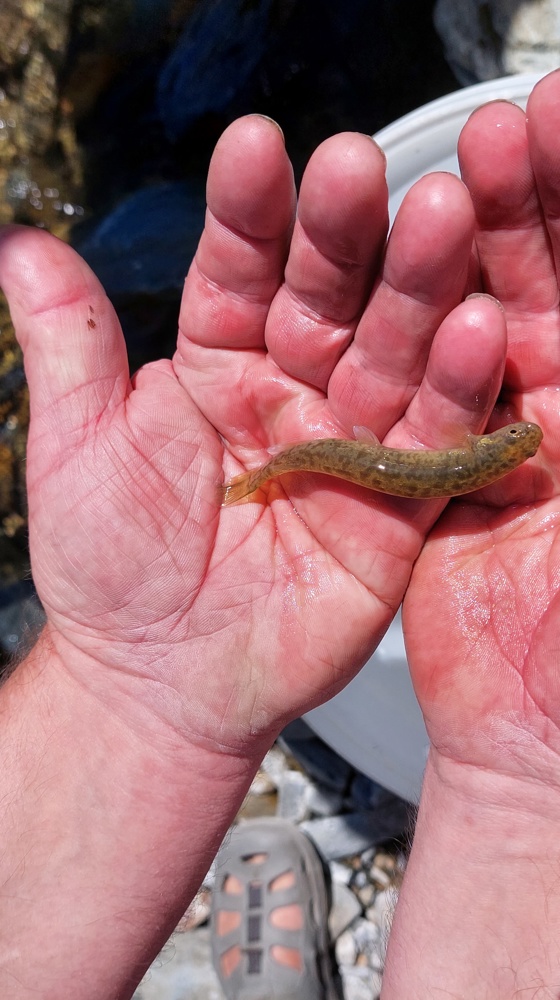 A Central Otago Round Head Galaxiid Fish In Pisgah Creek