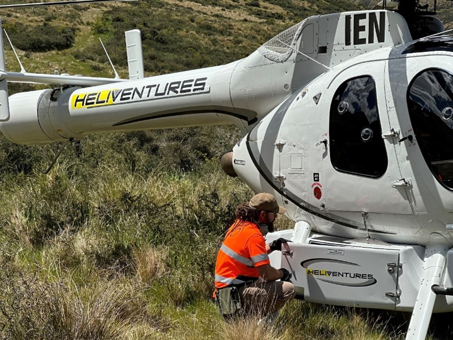 The wallaby were transported to the release sites by Heliventures, from Oamaru airport