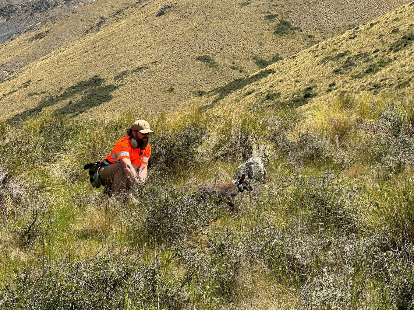 Project Manager Brent Barrett (Boffa Miskell) releases the collared wallaby