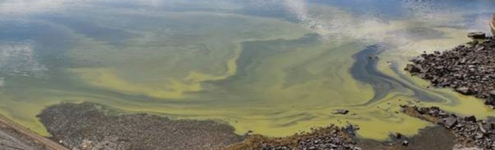 Planktonic cyanobacteria (toxic algae) in lake