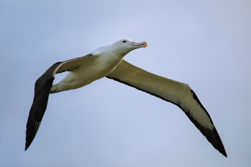 Northern Royal Albatross Toroa Otago Bird Flying Adobestock 279241510