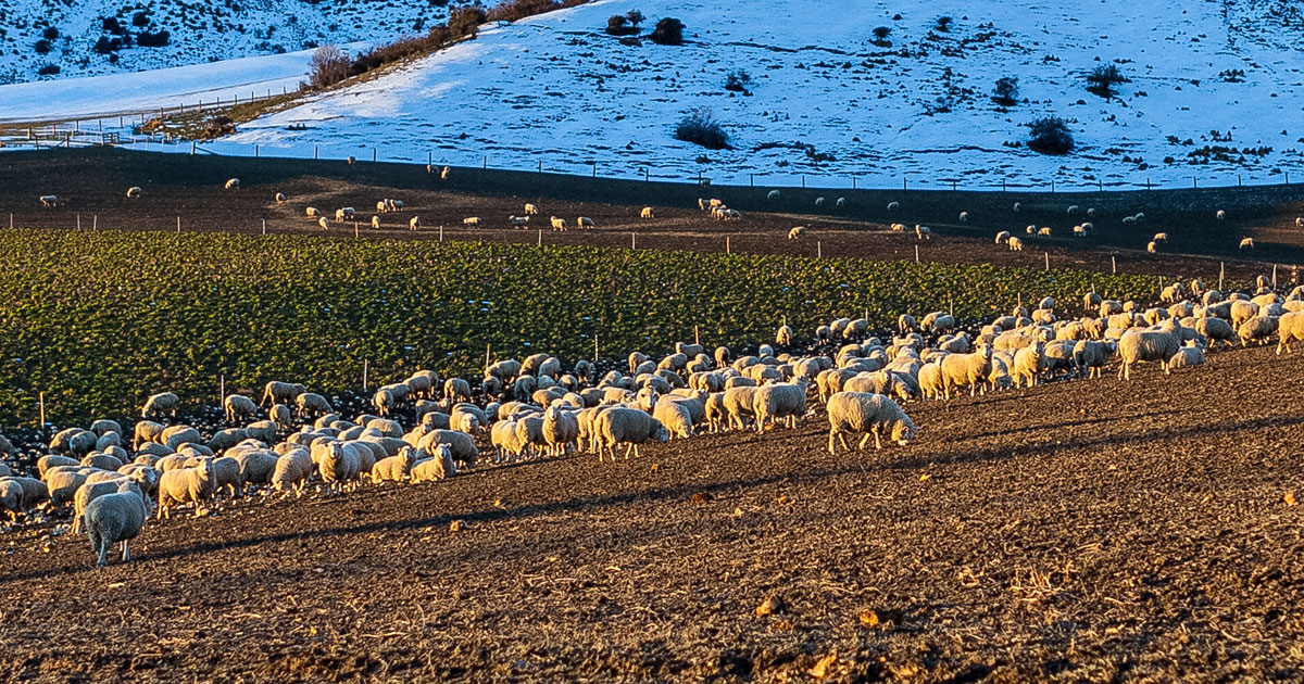 Iwg Sheep Snowy Landscape Iwg 1200 X 630