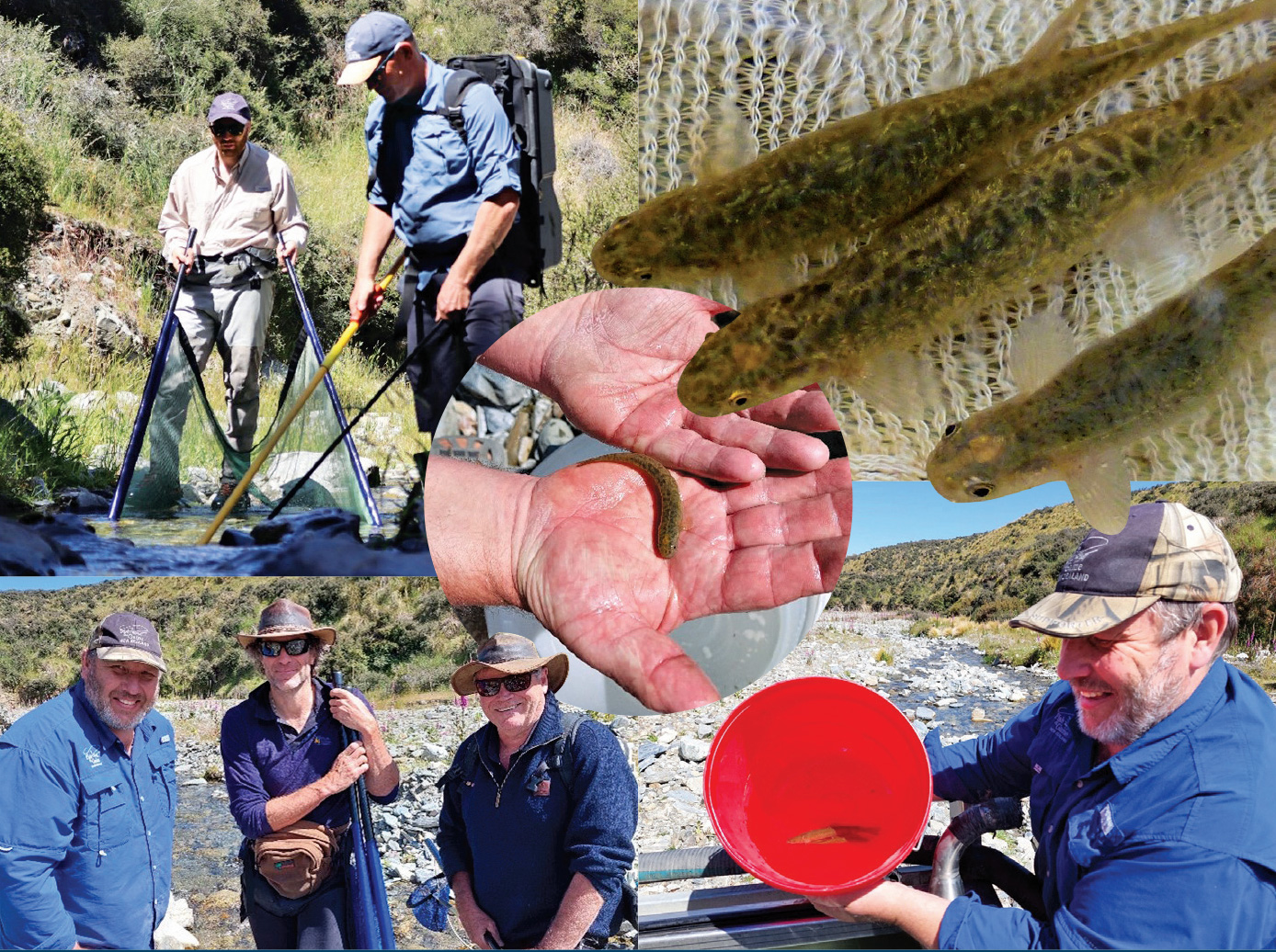 Central Otago roundhead galaxiids — found nowhere else in the world, occur in some tributaries of the Taieri and Manuherekia River catchments. These cuties live in the Kye Burn.