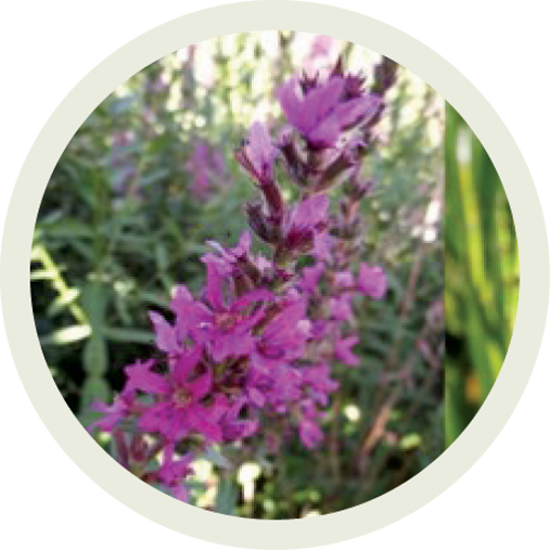 Purple loosestrife 